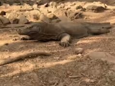 La polizia indonesiana ne arresta sei per contrabbando di draghi di Komodo