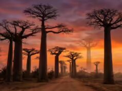 Gli alberi di baobab del Madagascar rivelano 700 anni di segreti climatici e modelli delle precipitazioni
