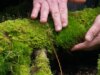 La bellezza del muschio