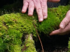 La bellezza del muschio