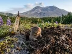 Eruzione del Monte Sant’Elena: come i Gopher hanno trasformato una terra arida in 43 anni