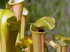 Natura: piante carnivore in Texas