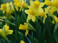 Natura: primavera in Pennsylvania