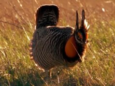 Natura: polli della prateria nel South Dakota