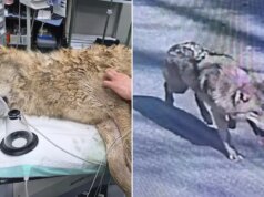 Il lupo fuggito Neukgu è tornato allo zoo sudcoreano dopo nove giorni di ricerche che hanno coinvolto droni per immagini termiche