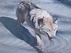 Come ha fatto un lupo a diventare fuggitivo in Corea del Sud?