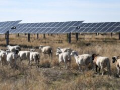 Gli stati rossi sono quelli che diventano verdi e vincono la corsa all’energia pulita