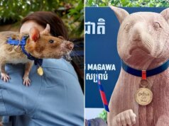 Inaugurata una statua alta sette piedi in onore di Magawa, il pluripremiato ratto che trovò più di 100 mine antiuomo in Cambogia