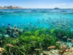 Il miracolo di Marsiglia: come ridurre l’inquinamento ha riportato in vita il mare