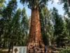 L’incredibile realtà del Sequoia Nationwide Park, dove un albero pesa più di 10 balenottere azzurre