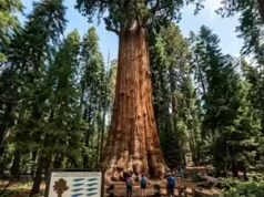 L’incredibile realtà del Sequoia Nationwide Park, dove un albero pesa più di 10 balenottere azzurre