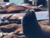 L’enorme leone marino fa una rara apparizione a San Francisco