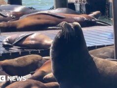 L’enorme leone marino fa una rara apparizione a San Francisco