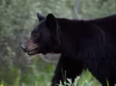 Un uomo indiano ucciso in un raro attacco da parte di un orso in Canada; l’ultimo incidente mortale segnalato 6 anni fa
