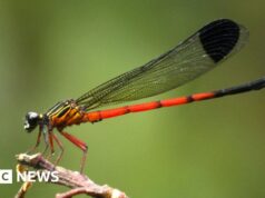 Libellule in pericolo: gli scienziati lanciano l’allarme nell’hotspot ecologico dell’India