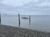 Una balena di 40 tonnellate muore in un’ondata di spiaggiamenti al largo dello stato di Washington