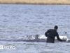 Balena morta rimorchiata a terra in Danimarca prima dell’autopsia