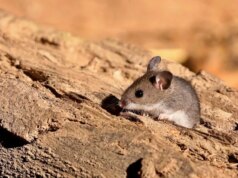 Il Polymarket diffonde spazzatura sensazionalistica sul caso Hantavirus negli Stati Uniti