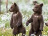 Cuccioli d’orso si allenano davanti al portico di una donna in un adorabile video virale sulla natura, le reazioni si riversano