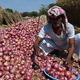 IMG_IMPORT_EXPORT_ONION__13_1_ALDAUEHR.jpg