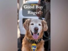 Il cane poliziotto segue il suo naso per trovare un adolescente autistico scomparso che grida aiuto