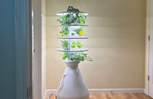 Questo accattivante giardino interno è scontato del 20% in questo momento