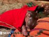 Cucciolo di ippopotamo orfano che verrà allevato a mano dai custodi del santuario del Kenya