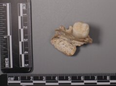 Questa modifica del DNA umano è arrivata da un lontano parente, ma non nel modo in cui penseresti