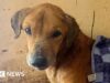 La BBC scopre i truffatori che sfruttano i cani per ottenere donazioni dagli amanti degli animali