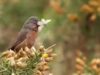 Il raro Dartford Warbler fa un notevole ritorno in Gran Bretagna 60 anni dopo essere stato quasi estinto