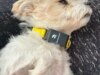Raccolta di Pet Tech: CNET ha testato tutti i dispositivi più recenti