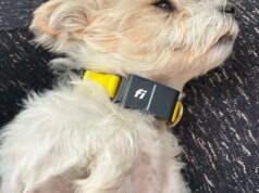 Raccolta di Pet Tech: CNET ha testato tutti i dispositivi più recenti