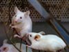 I semplici movimenti del corpo potrebbero aiutare il cervello a “pulirsi”, scoprono i ricercatori