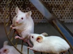 I semplici movimenti del corpo potrebbero aiutare il cervello a “pulirsi”, scoprono i ricercatori