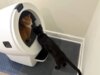 6 offerte per animali domestici da non perdere questo superb settimana del Memorial Day, comprese le lettiere robotiche
