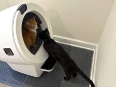 6 offerte per animali domestici da non perdere questo superb settimana del Memorial Day, comprese le lettiere robotiche