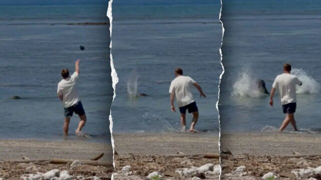 monk-seal-split.jpeg