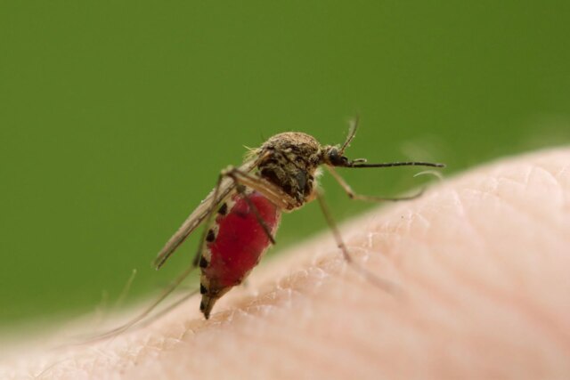 mosquitobloodfeeding.jpg