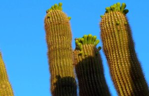 Natura: i cactus fioriscono in Arizona