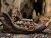 Non denti, ma nidi: la scoperta di fossili di roditori nei Caraibi sorprende gli archeologi
