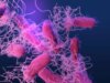 Gli scienziati identificano una potenziale nuova fonte di superbatteri resistenti agli antibiotici e non è quello che pensi