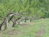 Il gelo della tarda primavera devasta le fattorie del Nordest, minacciando i raccolti di pesche e mele
