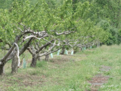 Il gelo della tarda primavera devasta le fattorie del Nordest, minacciando i raccolti di pesche e mele