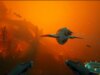 Subnautica 2 vende 2 milioni di copie entro 12 ore dal lancio in accesso anticipato