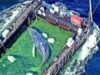 “Timmy”, la balena spiaggiata salvata, è tornata nel Mare del Nord