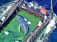 “Timmy”, la balena spiaggiata salvata, è tornata nel Mare del Nord