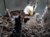 Due aquile calve si sono rilassate nel parco della contea di Los Angeles