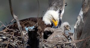 Due aquile calve si sono rilassate nel parco della contea di Los Angeles