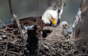 Due aquile calve si sono rilassate nel parco della contea di Los Angeles